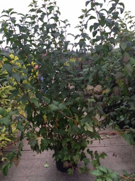 Schneeballblättrige Blasenspiere / Schneeballblättrige Blasenspiere