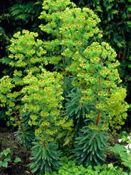 Wolfsmilch 'Baby Charm ®' / Euphorbia martinii 'Baby Charm ®'