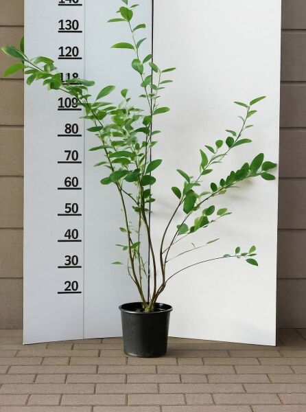 Amelanchier lamarckii (Kupfer-Felsenbirne) 80-100 cm C4, mehrtriebiger Strauch im schwarzen Pflanztopf mit grünen Blättern.