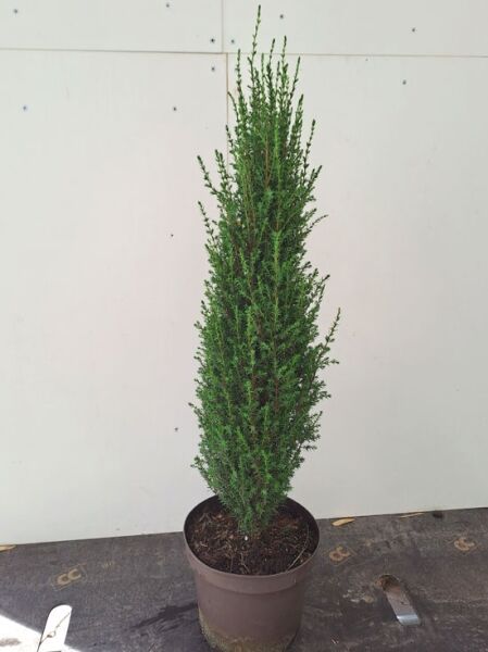 Heidewacholder 'Arnold' / Heidewacholder 'Arnold'