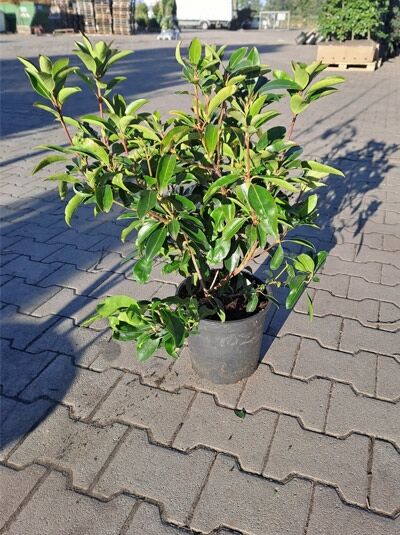 Kalmia latifolia 'Mitternacht' (Lorbeerrose/Berglorbeer) im Container C4, 25–30 cm, grünes Laub, buschiger Wuchs
