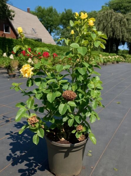 Rosa 'Sommergold' / Kletterrose 'Sommergold' C5, Topfpflanze mit gelben Blüten und grünen Blättern