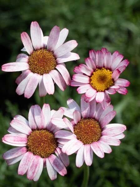 Rhodanthemum x cultorum 'Marrakech' / Marokkanische Margerite 'Marrakech'