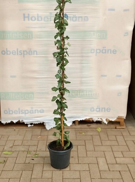Efeu 'Wörner' (Hedera helix 'Wörner') 100-125 cm C3, Kletterpflanze im Topf mit Rankstab und grünen Blättern