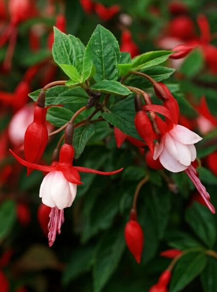 Garten-Fuchsie Fuchsia magellanica 'Madame Cornelissen' mit rot-weißen, hängenden Blüten und grünen Blättern