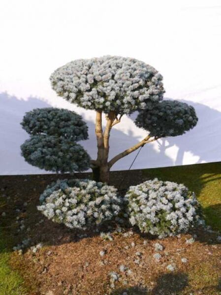 Garten-Bonsai (0069) / Picea pungens 'Glauca' H: 120 B: 160 cm