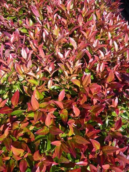 Leucothoe axillaris 'Scarletta ®' / Traubenheide 'Scarletta'