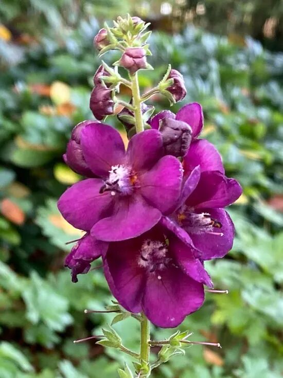 Königskerze / Verbascum x cultorum Royalty ®