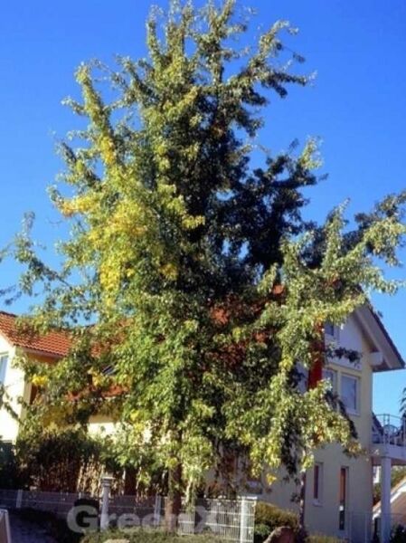 Acer saccharinum 'Laciniatum Wieri' / Geschlitzter Silber-Ahorn