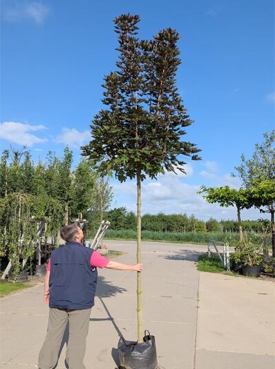 Spitz-Ahorn Acer platanoides 'Crimson Sentry' Hochstamm 14-16 StU im Container, schlanker Stamm mit kompakter Krone und dunklem Laub