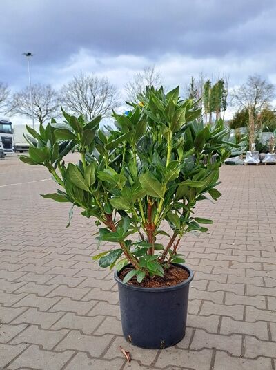 Rhododendron Hybride 'Albert Schweizer' (Rhododendron 'Albert Schweizer') 50-60 cm C10, immergrüner Strauch im Topf mit grünen Blättern