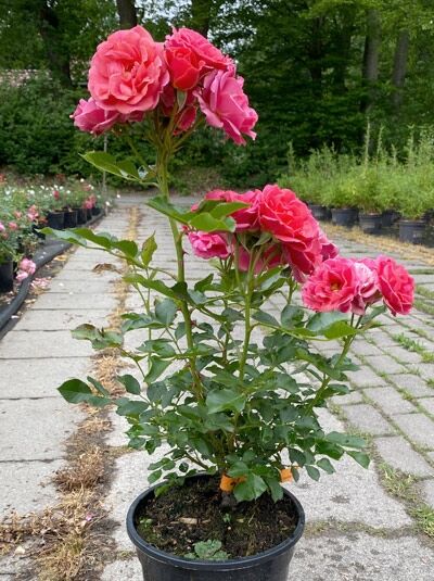 Rosa 'Mandarin 2016'®, Zwergrose 'Mandarin 2016'® C5, Topfpflanze mit pinkfarbenen Blüten und grünen Blättern