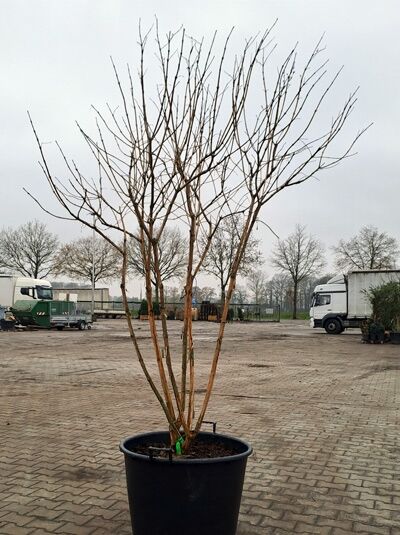 Sieben-Söhne-des-Himmels-Strauch (Heptacodium miconioides), mehrstämmig, 200-225 cm, im Container mit kahlen Trieben