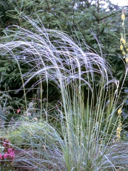 Reiher-Federgras / Stipa barbata