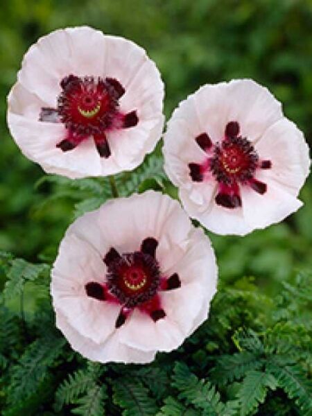 Weißer Staudenmohn 'Perrys White' / Papaver orientale 'Perrys White'
