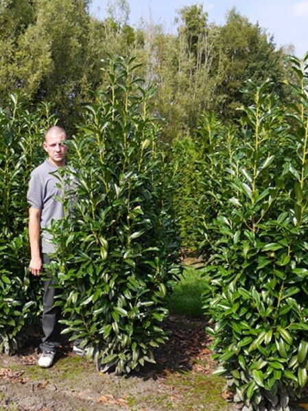 Prunus laurocerasus 'Genolia' / Kirschlorbeer 'Genolia' Solitär 200-225 cm mit Drahtballen, immergrüner Strauch mit glänzenden Blättern