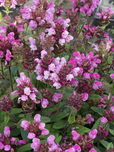 Große Garten-Brunelle / Braunelle 'Rubra' / Große Garten-Brunelle / Braunelle 'Rubra'