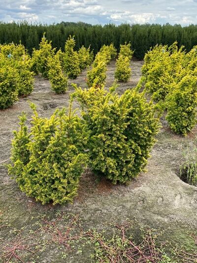 Taxus baccata 'Semperaurea' (Goldene Eibe) 80-100 cm m. B., kompakter, buschiger Nadelstrauch mit gelbgrünem Austrieb