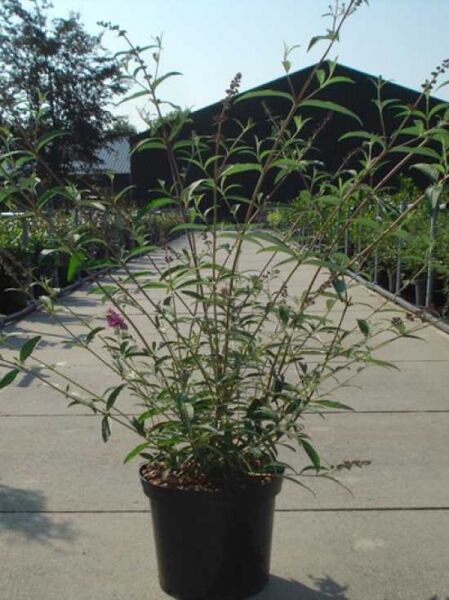Buddleja davidii 'Royal Red' (Sommerflieder) im Topf, ca. 80–100 cm, mit aufrechten Trieben und schmalen grünen Blättern.