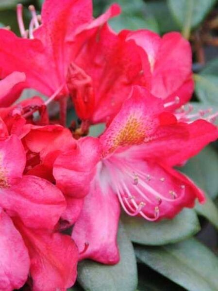 Rhododendron 'Junifeuer' / Rhododendron Hybride 'Junifeuer'