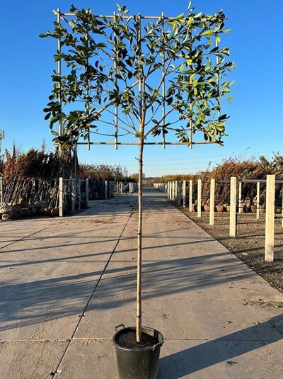 Photinia fraseri / Glanzmispel „Hochstamm-Spalier“ im Container mit Stamm und rechteckigem Spalierrahmen, 12–14 StU