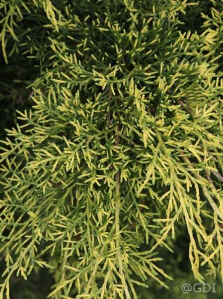 Juniperus pfitzeriana 'Gold Star' / Pfitzer-Wacholder 'Gold Star' mit goldgelben, nadeligen Trieben im Detail