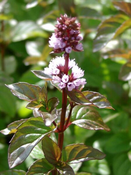 Frucht Minze 'Orange' / Mentha x piperita ssp. citrata 'Orange'