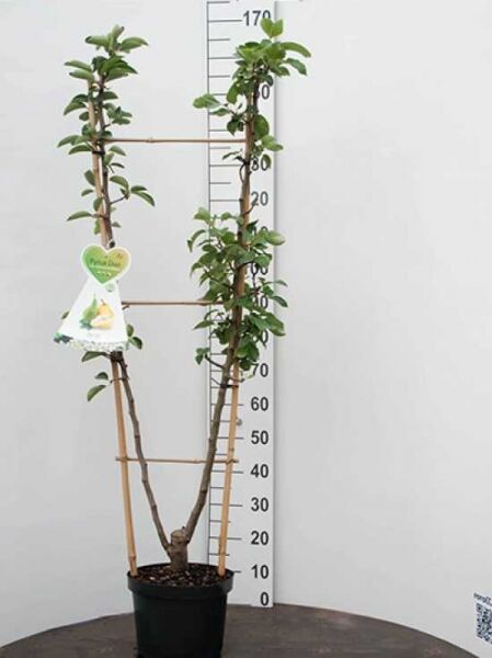 Pyrus communis 'Konferenzbirne' / Birne 'Konferenzbirne' Spalier U-Form C7, junges Spaliergehölz im Topf mit Trieben und Laub