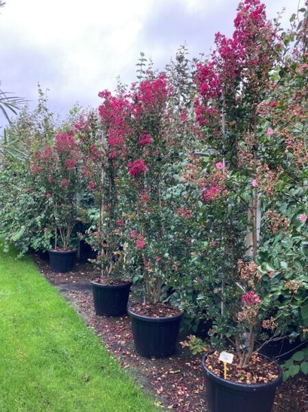 Indische Lagerströmie 'Pink Velour' / Lagerstroemia indica 'Pink Velour'