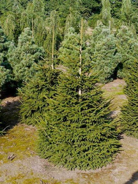 Picea orientalis 'Aurea' / Orientalische Gold-Fichte 150-175 cm m. Db., Solitär, immergrüner Nadelbaum mit dichtem, kegelförmigem Wuchs.