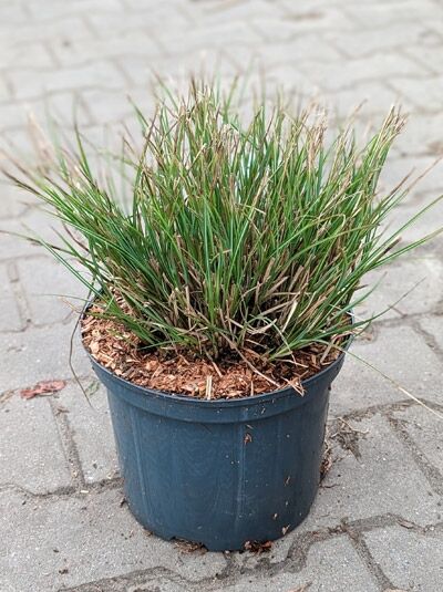 Zwerg-Chinaschilf 'Yakushima Dwarf' / Zwerg-Chinaschilf 'Yakushima Dwarf'