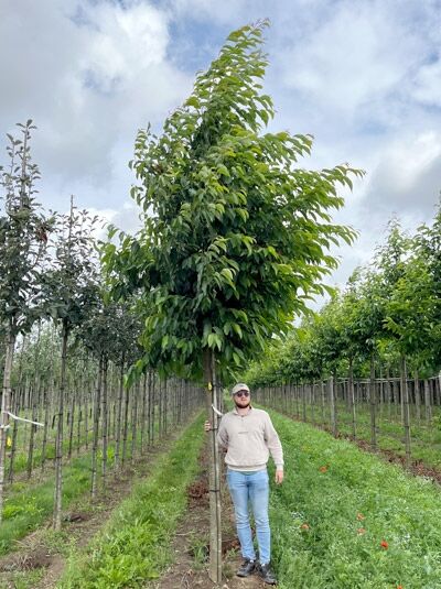Alnus spaethii, Purpur-Erle Hochstamm 20-25 StU m. Db., Baum mit geradem Stamm und dichter grüner Krone in Baumschule.