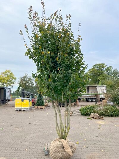 Eisenholzbaum 'Vanessa' 350-400 cm schirmförmig / Parrotia persica 'Vanessa' (1577359)