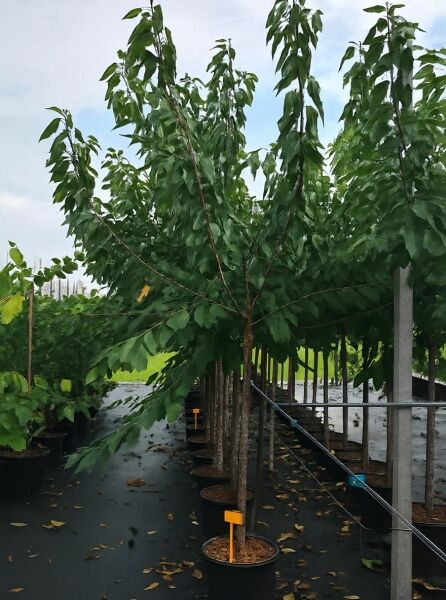 Prunus avium 'Kordia' / Süßkirsche 'Kordia' Halbstamm 14-16 StU im Container, Baum mit belaubter Krone in Reihe##