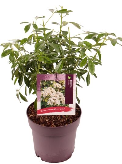 Orangenblume / Choisya ternata