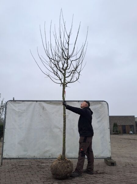 Prunus avium 'Stella' / Süßkirsche 'Stella' Hochstamm 20-25 StU mit Drahtballen, kahler Baum mit Wurzelballen