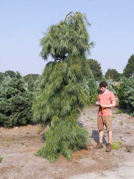 Hängende Seidenkiefer / Hänge-Seidenföhre / Hängende Seidenkiefer / Hänge-Seidenföhre