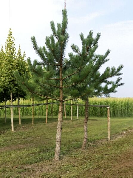 Pinus nigra ssp. nigra / Österreichische Schwarz-Kiefer, Hochstamm 25-30 StU m. Db., Nadelbaum mit geradem Stamm und grünen Nadeln.