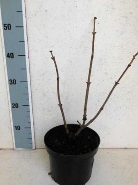 Sambucus nigra 'Laciniata' / Geschlitztblättriger Holunder 'Laciniata', 40–50 cm, C3, im Topf mit mehreren verholzten Trieben.