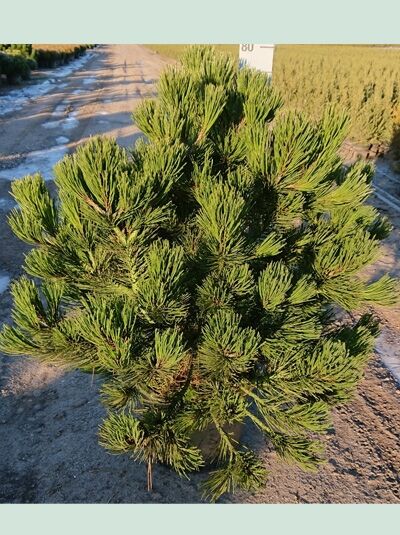 Pinus leucodermis 'Compact Gem' / Zwerg-Schlangenhaut-Kiefer / Bosnische Kiefer