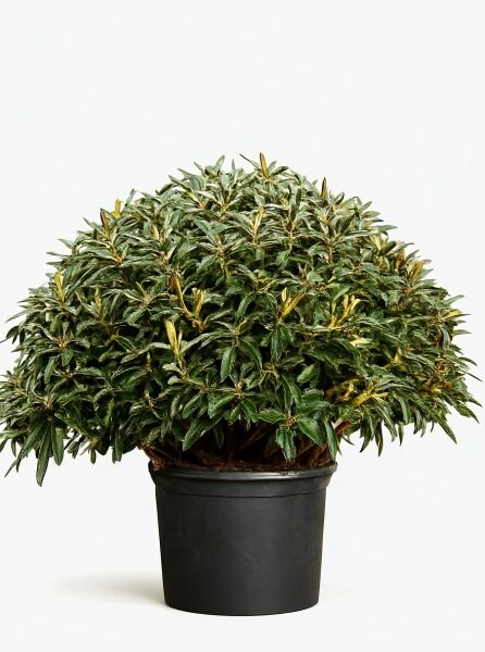 Rhododendron 'Edelweiß' (Rhododendron yakushimanum) Solitär im Topf, 120–140 cm Breite, kompakter Strauch mit grünen Blättern.