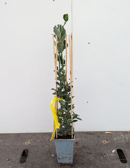 Japanischer Spindelstrauch 'Bravo' (Euonymus japonicus 'Bravo') 30-40 cm C2, aufrechter Strauch im Topf mit Stäben gestützt.