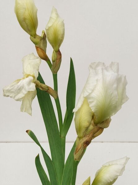 Hohe Bart-Iris 'Snow Mount' / Hohe Bart-Iris 'Snow Mount'