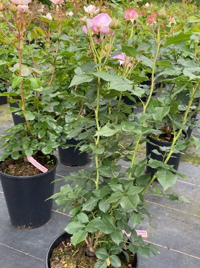 Edelrose Rosa „Königin Marie“ C5 als Topfpflanze mit rosa Blütenknospen und grünem Laub im Container