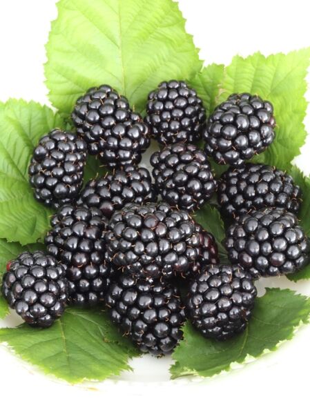 Brombeere 'Reuben' ® / Brombeere 'Reuben' ®