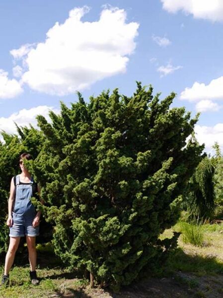 Juniperus chinensis 'Blaauw' (Blaunadeliger Zwergwacholder), großer buschiger Wacholder in Strauchform im Freiland.