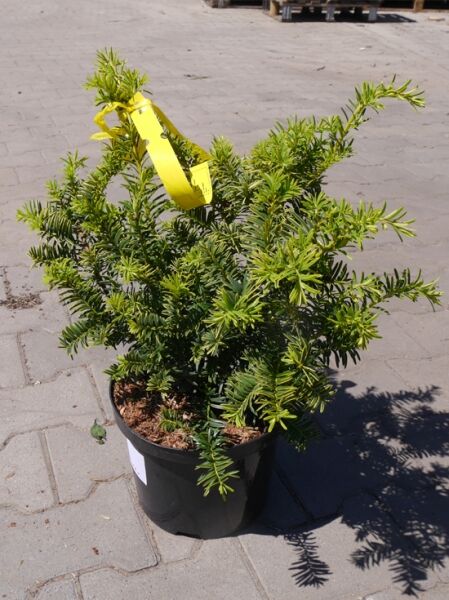 Taxus baccata 'Summergold', Gelbe Kissen-Eibe, im Topf C5, 40-50 cm, buschiger Wuchs mit gelbgrünen Nadeln