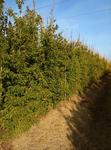 Fagus sylvatica 'Asplenifolia' (Farnblättrige Rot-Buche) 250-300 cm m. Db., Reihe junger Bäume mit schmalen, farnartigen Blättern.