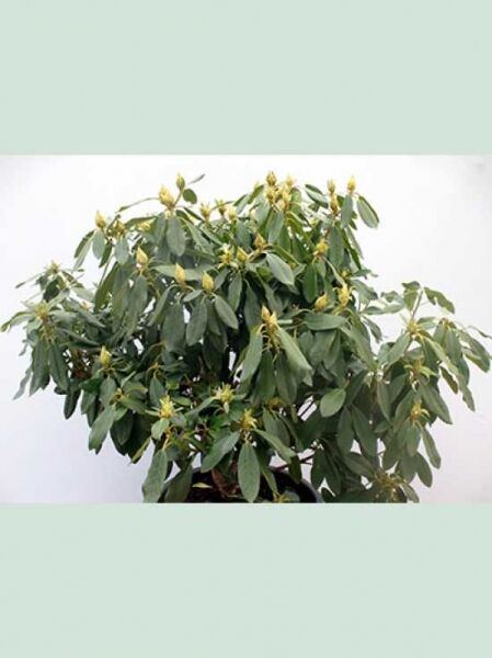 Rhododendron Hybride 'Virginia Delp' / Rhododendron 'Virginia Delp' Solitär, 90–100 cm Breite, mit Knospen und dunkelgrünen Blättern.