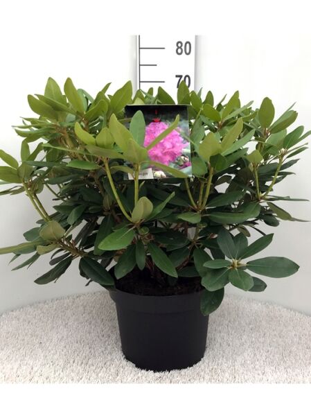 Rhododendron catawbiense 'Boursault' (Rhododendron 'Boursault') 50-60 cm C10, immergrüner Strauch im Topf mit grünem Laub